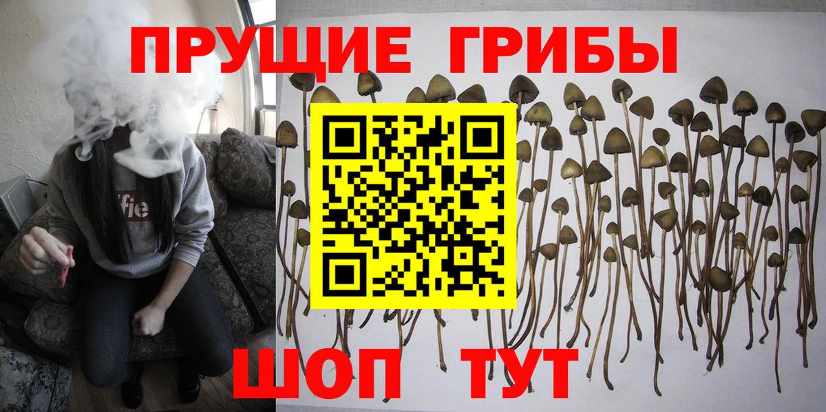 Псилоцибиновые грибы Psilocybine cubensis Железноводск